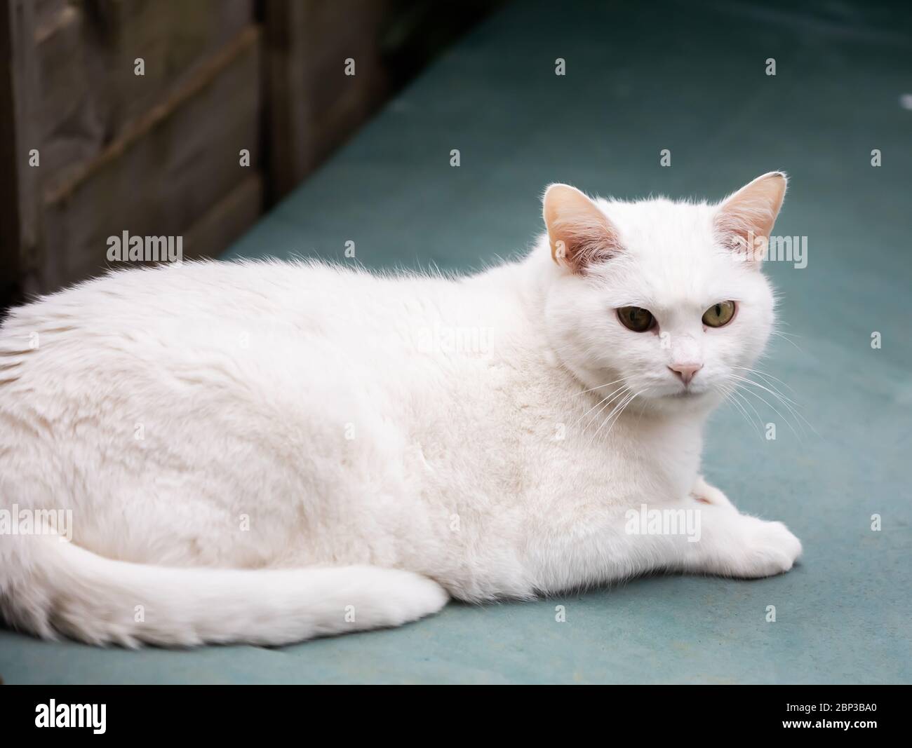 Un gatto bianco puro si distende nel caldo sole Foto Stock