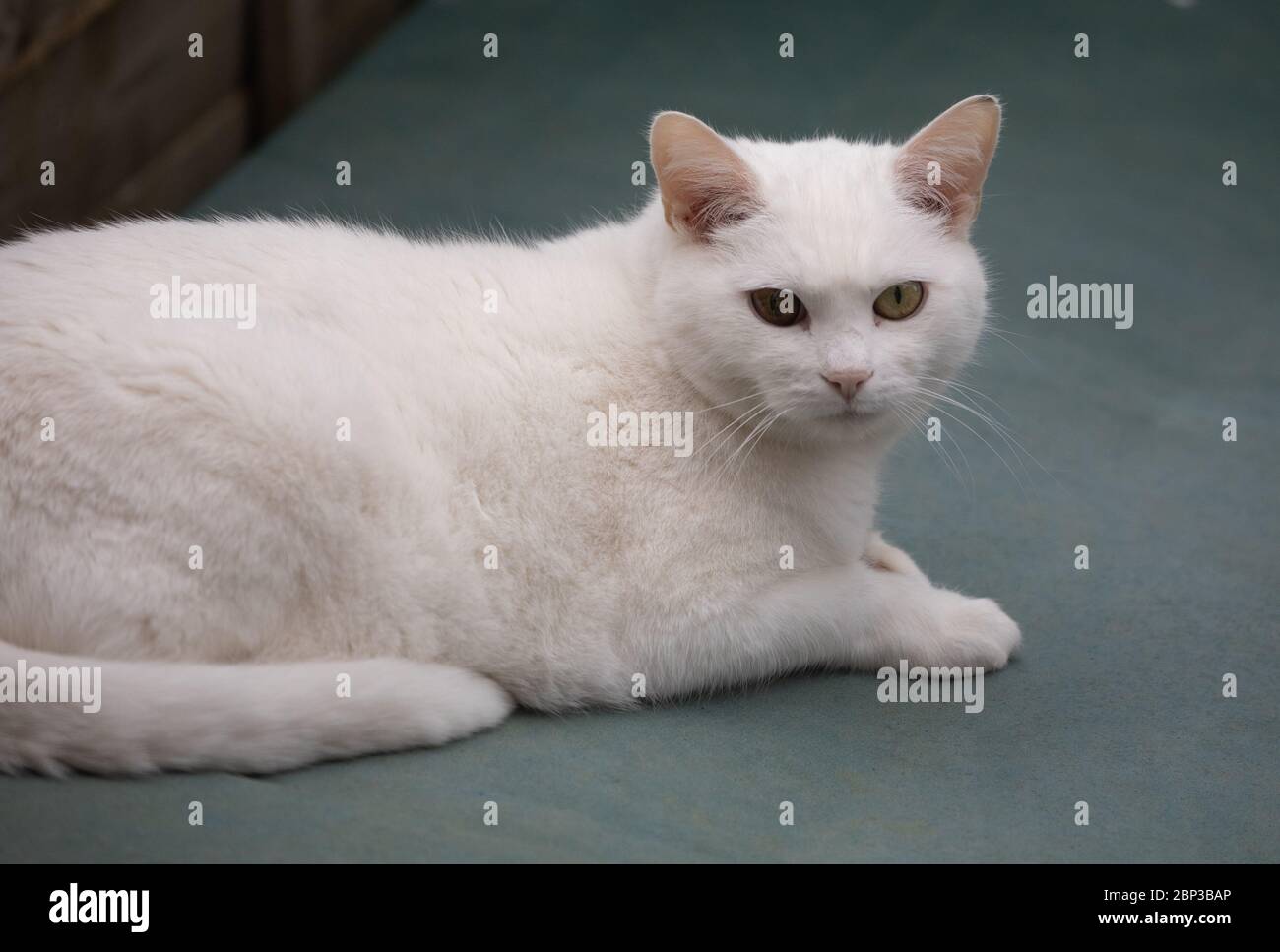 Un gatto bianco puro si distende nel caldo sole Foto Stock