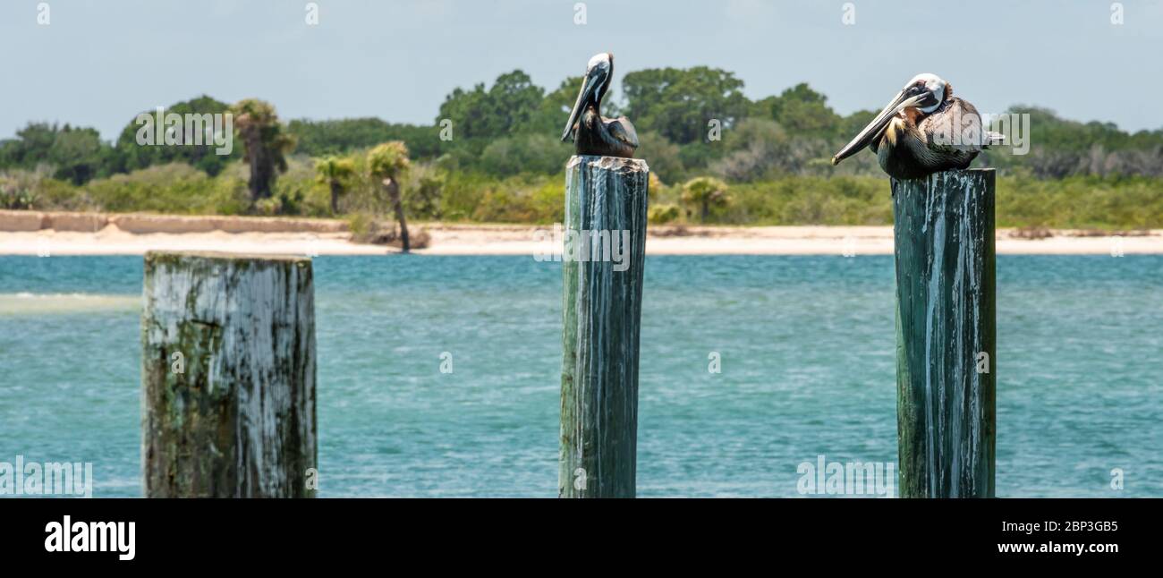 Pellicani della Florida su palafitte in un porto turistico sul fiume Halifax a Ponce de Leon Inlet a Ponce Inlet, FL, tra Daytona e New Smyrna Beach. (STATI UNITI) Foto Stock
