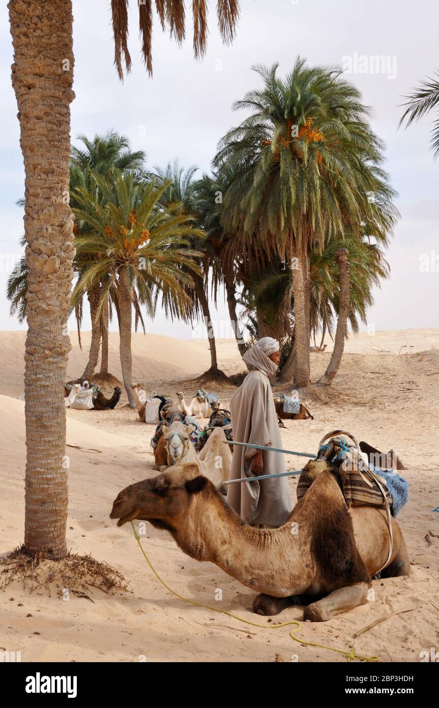 Un uomo tunisino in tradizionale turbante bianco che prepara i cammelli per un giro in cammello attraverso il deserto del Sahara in Tunisia, Africa. Formato verticale Foto Stock