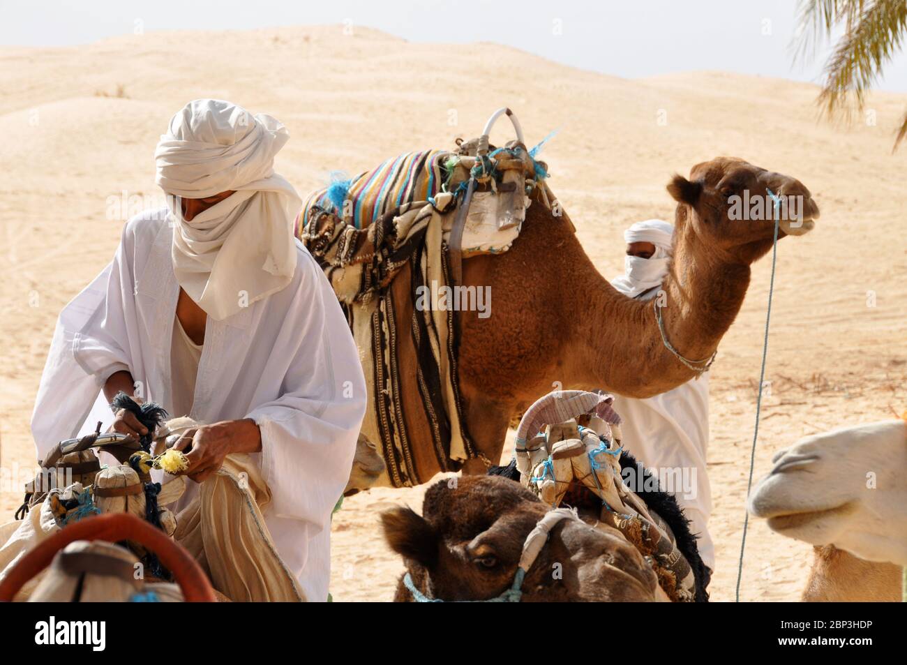 Un uomo tunisino in tradizionale turbante bianco che prepara i cammelli per un giro in cammello attraverso il deserto del Sahara in Tunisia, Africa. Formato orizzontale. Foto Stock