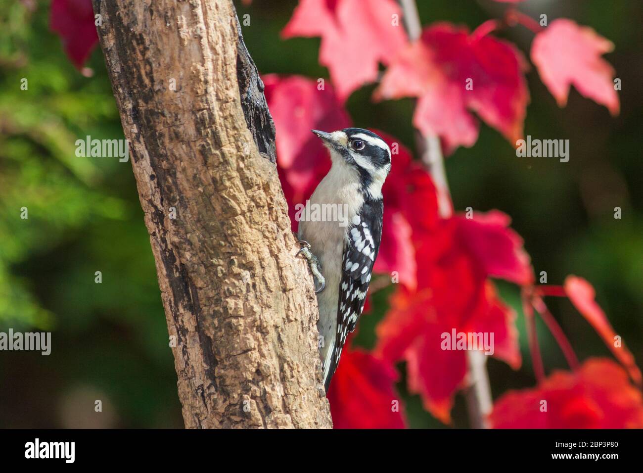 Downy Woodpecker, Picoides pubescens, nel North Carolina nel mese di novembre. Il Picchio Downy è il picchio più piccolo del Nord America. Foto Stock