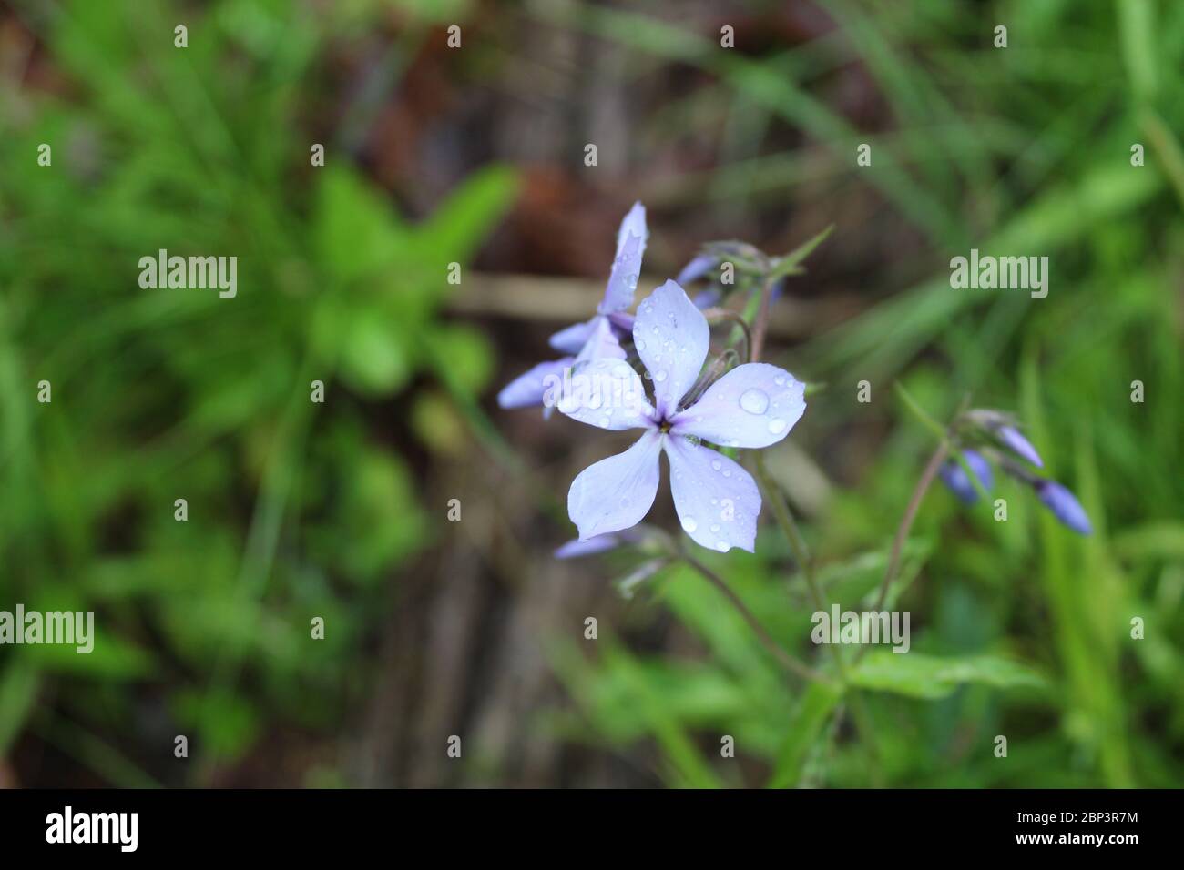 Pioggia su flox di boschi a Miami Woods a Morton Grove, Illinois Foto Stock