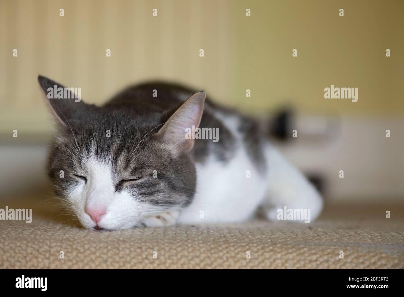 Un gatto grigio e bianco dormendo sul pavimento con Un radiatore sullo sfondo Foto Stock