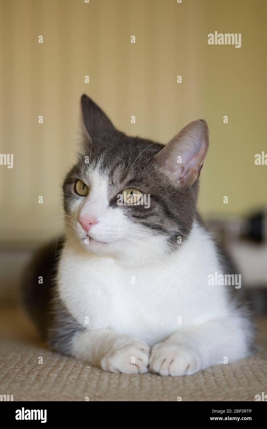 Un gatto grigio e bianco che giace sul pavimento Davanti a un radiatore e guardando in alto Foto Stock