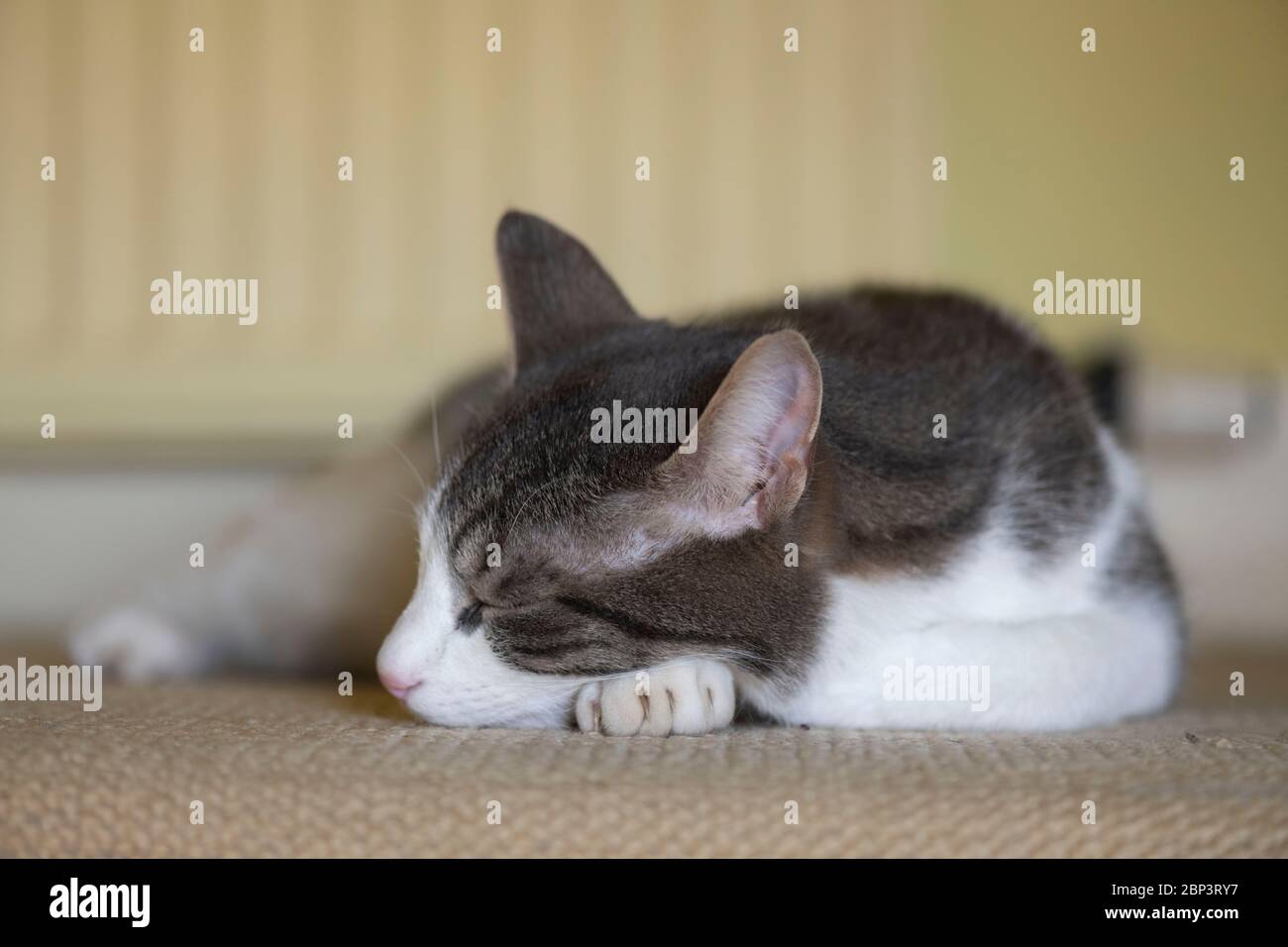 Un gatto grigio e bianco addormentato sul pavimento in moquette Parte anteriore di un radiatore Foto Stock