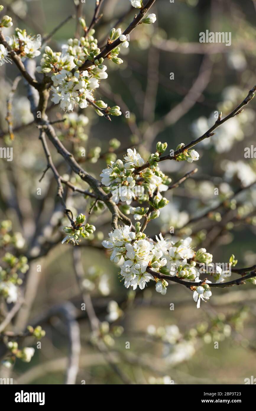 Fiore bianco su un Damson Merryweather (Prunus domestica) Foto Stock