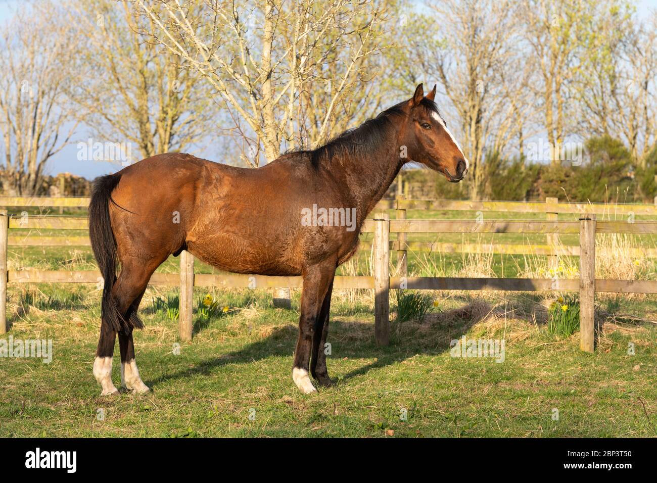 Un Gelding della baia (UN cavallo da corsa ritirato) che si trova in un campo in primavera dopo l'esercizio Foto Stock