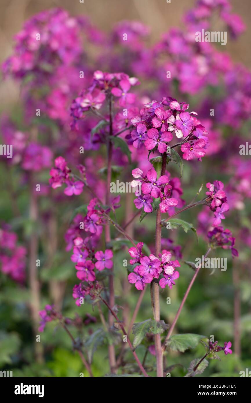 Una Patch di onestà (Lunaria Annua) che cresce nel selvaggio Foto Stock