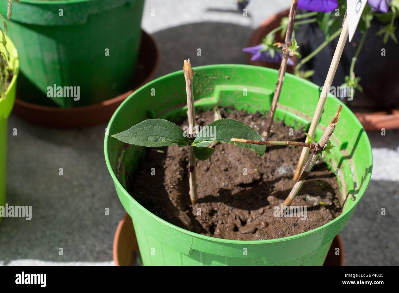 Rametti di conifere in una pentola, utilizzati come talee per propagare le piante. Filadelfo o talee di gambo arancione di mock in un vaso verde con suolo. Foto Stock