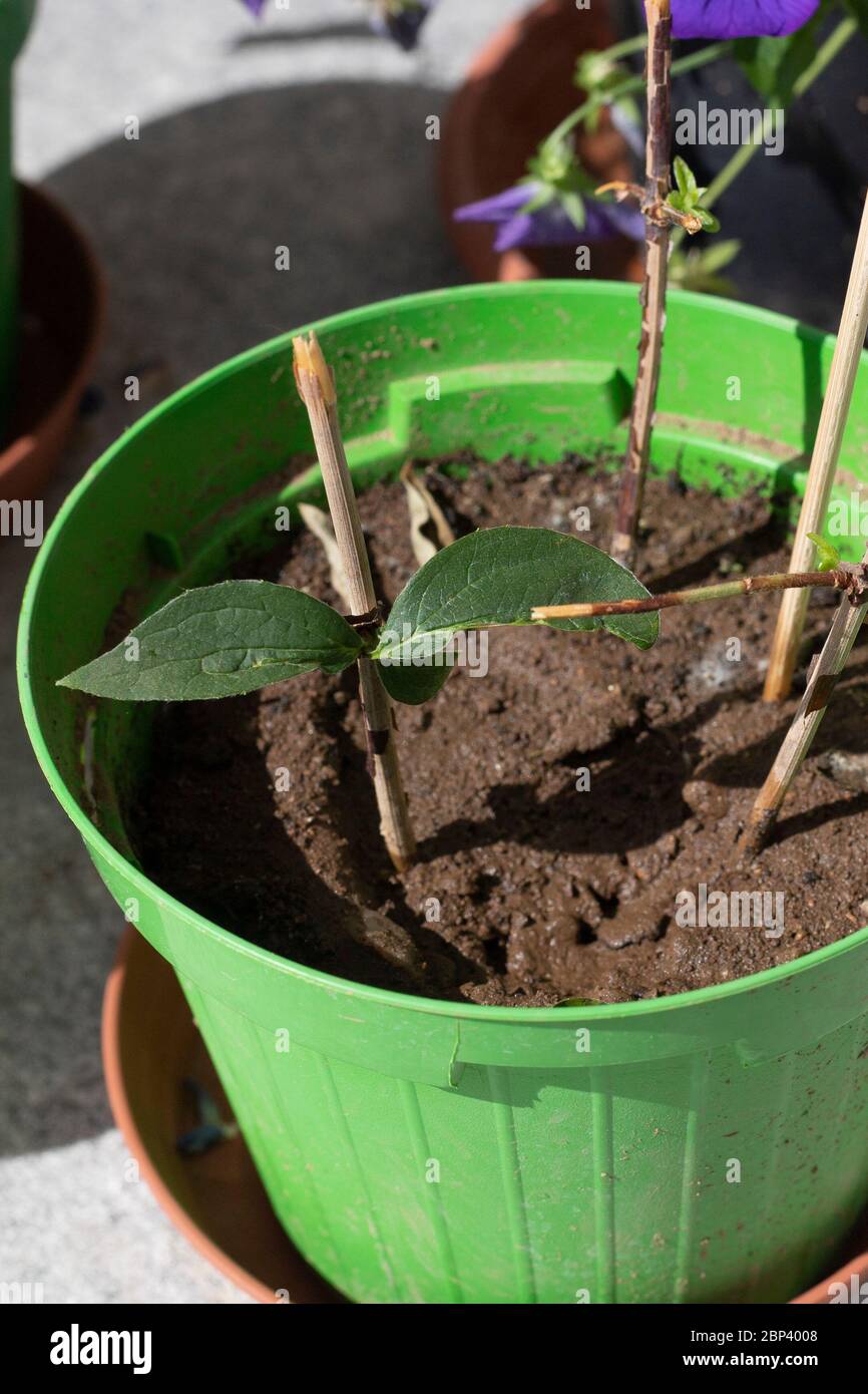 Rametti di conifere in una pentola, utilizzati come talee per propagare le piante. Filadelfo o talee di gambo arancione di mock in un vaso verde con suolo. Shot verticale Foto Stock