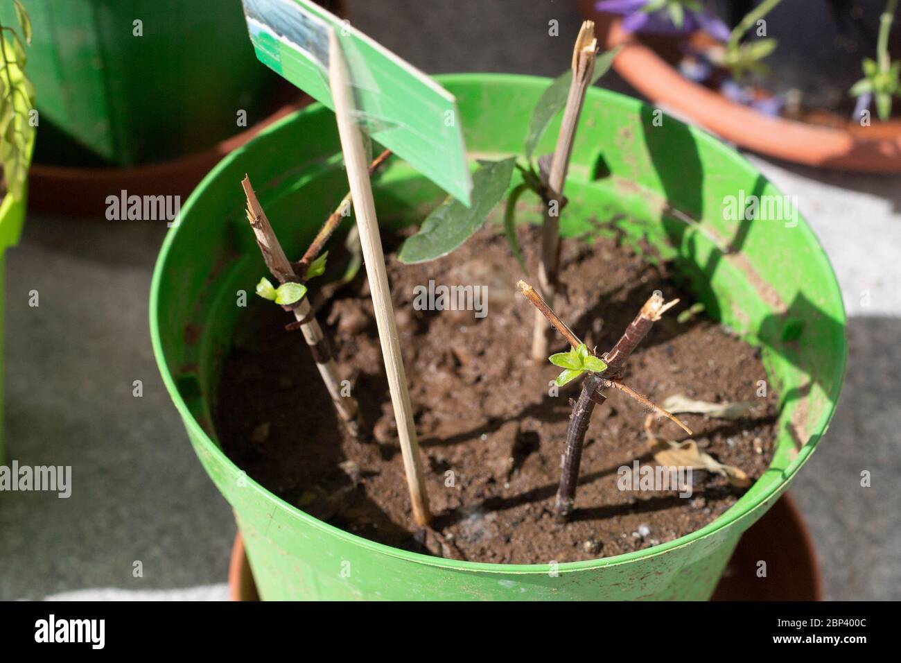 Rametti di conifere in una pentola, utilizzati come talee per propagare le piante con nuovi germogli. Philadelphus o talee di gambo arancione della mock in un vaso verde con così Foto Stock