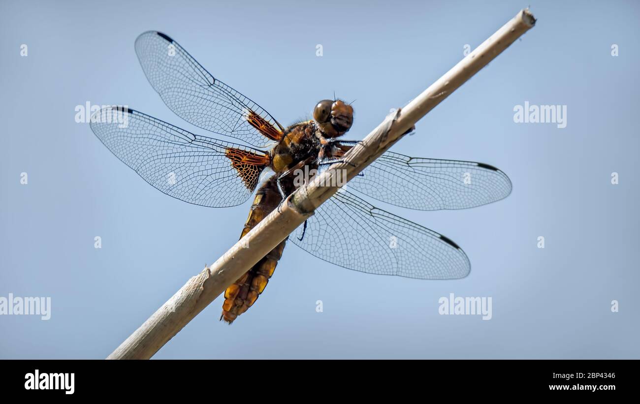 Ampia dragonfly Chaser corposo, femmina su macro ravvicinato arroccato alla fine di bambù Foto Stock