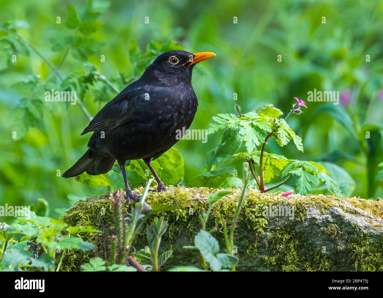 Maschio Blackbird Turdus merula arroccato su una pietra rocciosa in un giardino del Nord Norfolk, Regno Unito Foto Stock