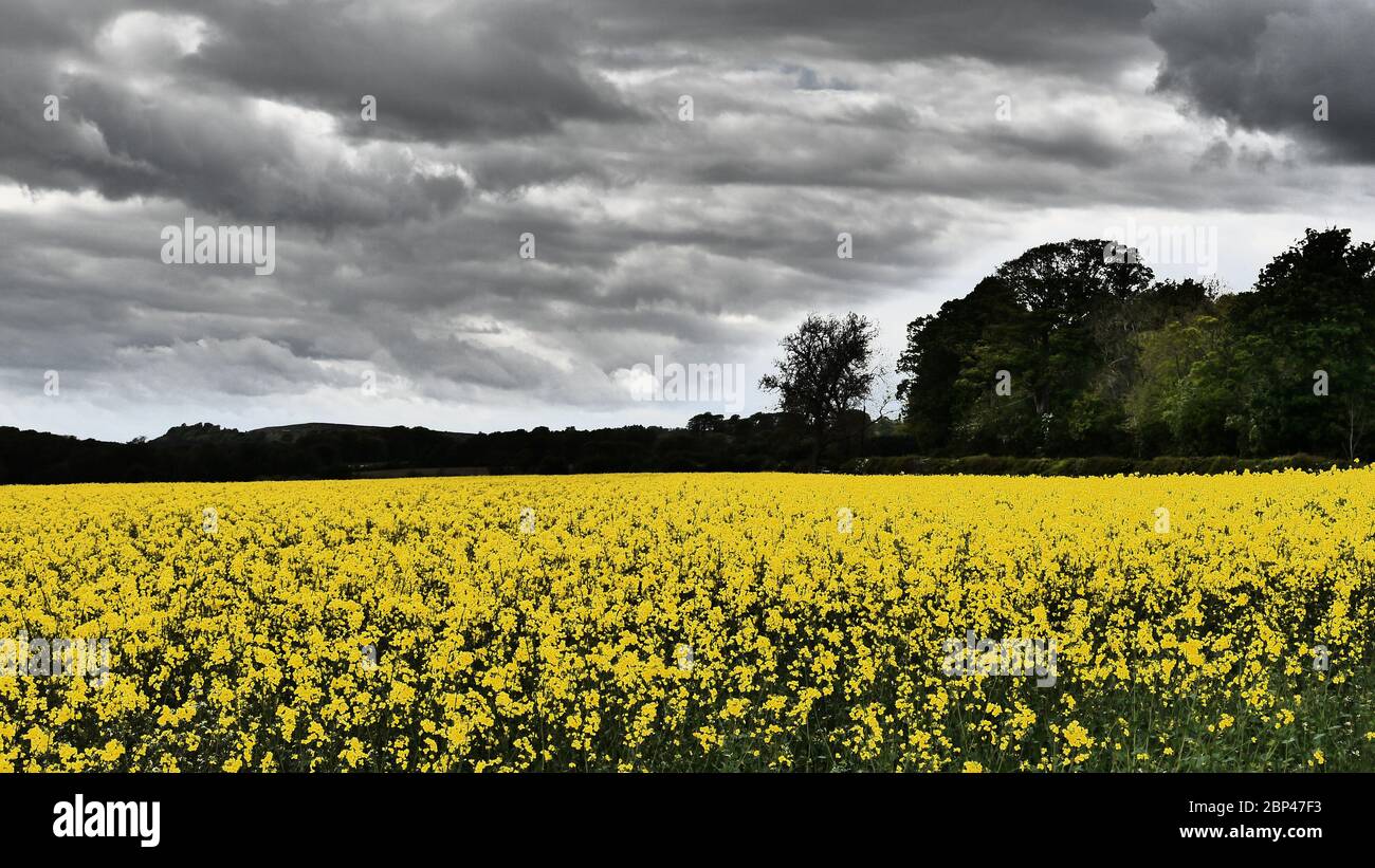 Field of Rape Seed Plants, vicino a Bolam, Northumberland, Regno Unito Foto Stock