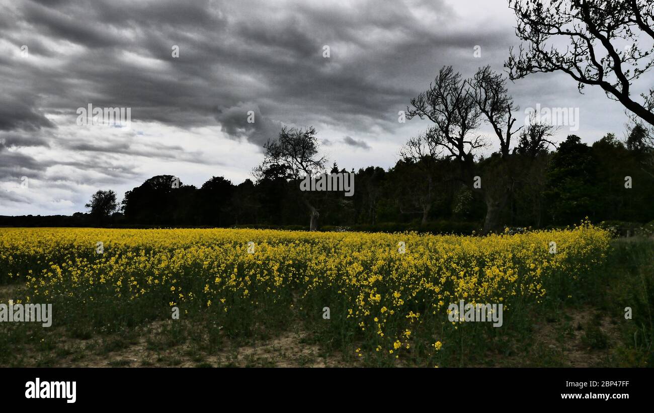 Field of Rape Seed Plants, vicino a Bolam, Northumberland, Regno Unito Foto Stock
