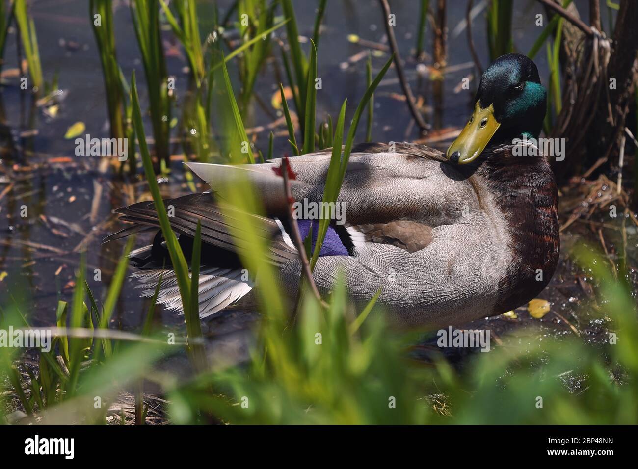 anatra mallard maschio in stagno riposante tra piante d'acqua verde Foto Stock