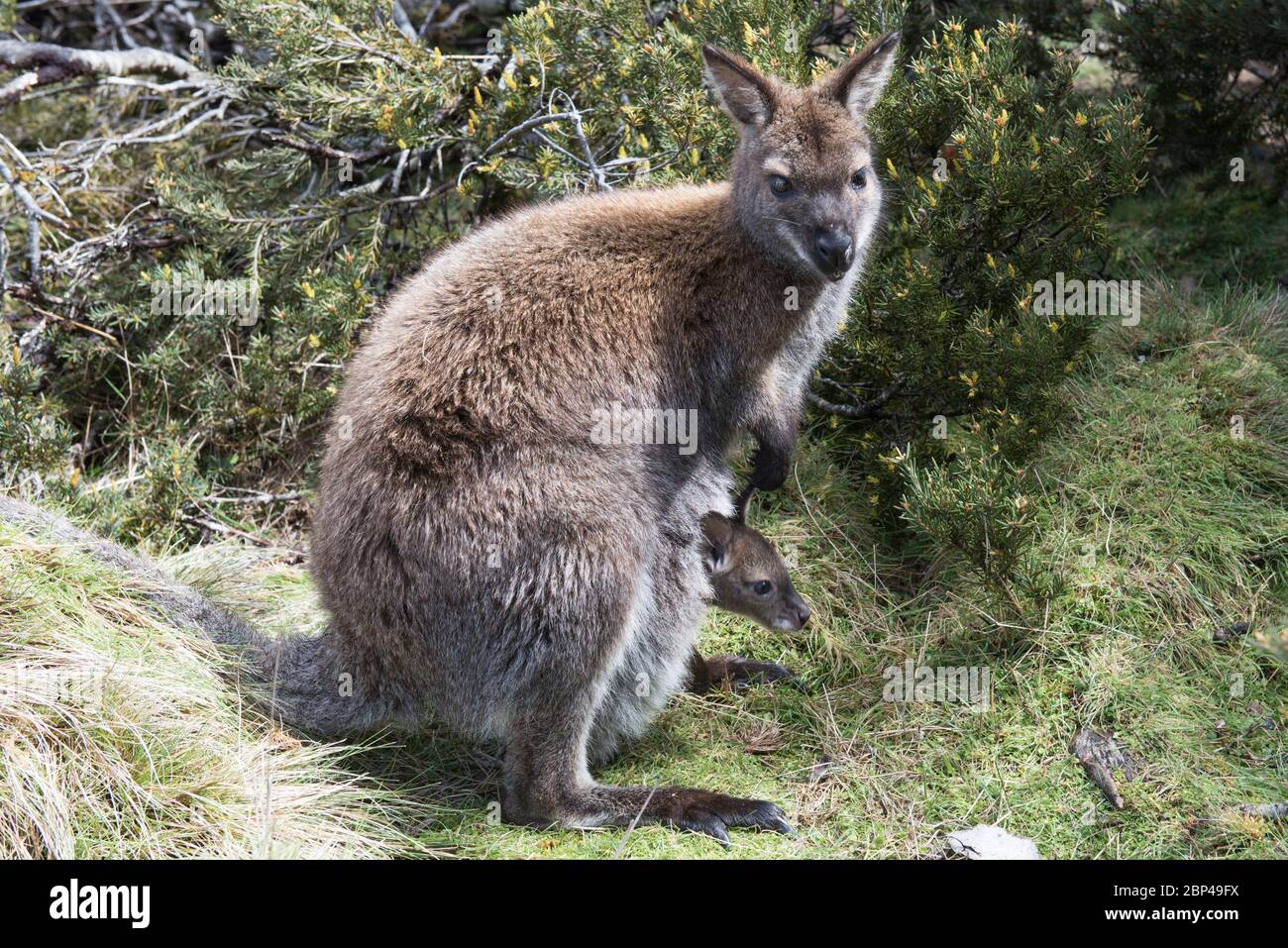 Un Bennetts Wallaby (Macropus rufogriseus rufogriseus) e sua Joey in Cradle Valley, Tasmania, Australia Foto Stock