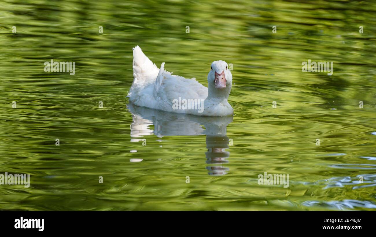 Allier anatra bianca che nuota in un lago che riflette un bel sfondo verde. Foto Stock