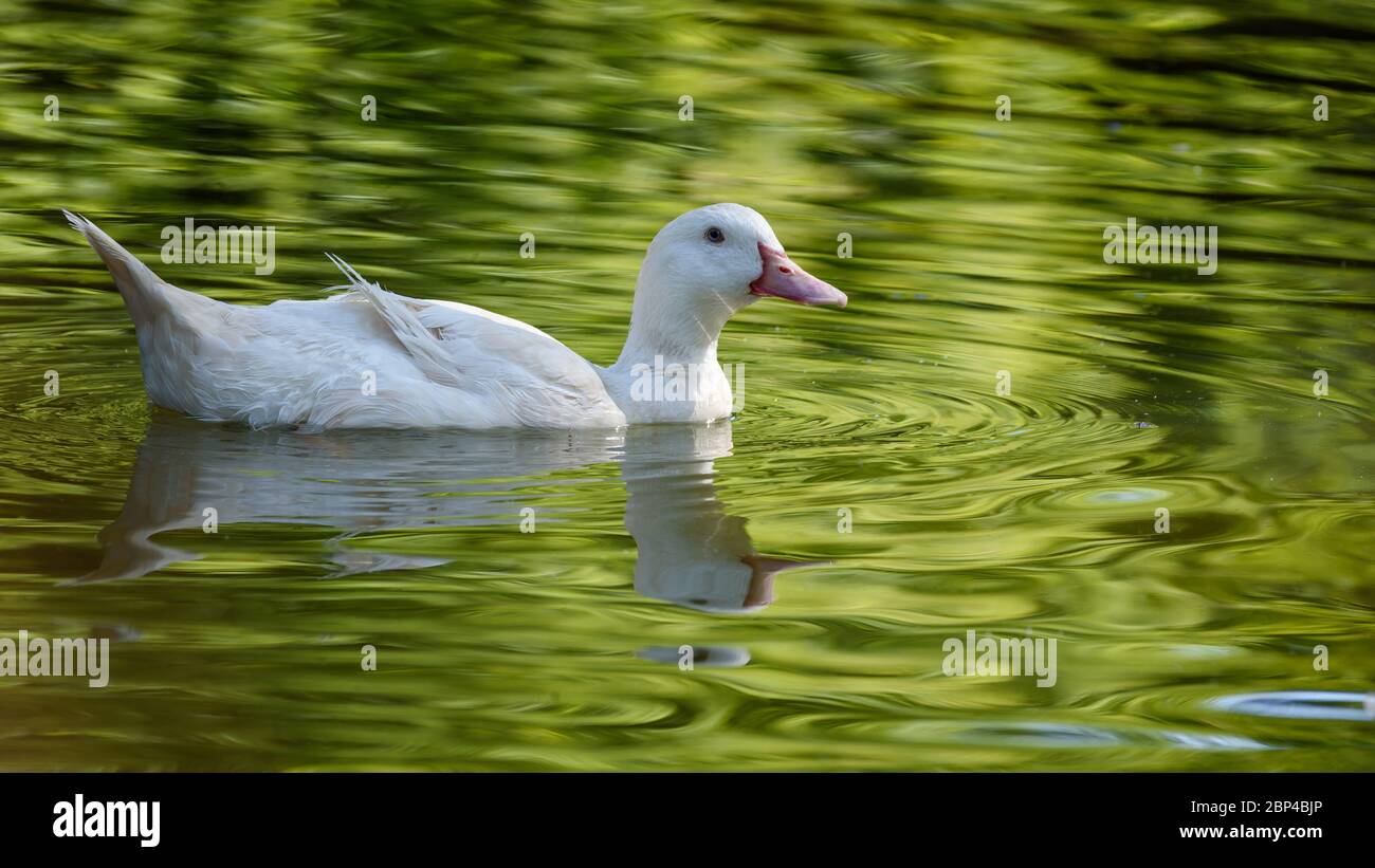 Allier anatra bianca che nuota in un lago che riflette un bel sfondo verde. Foto Stock