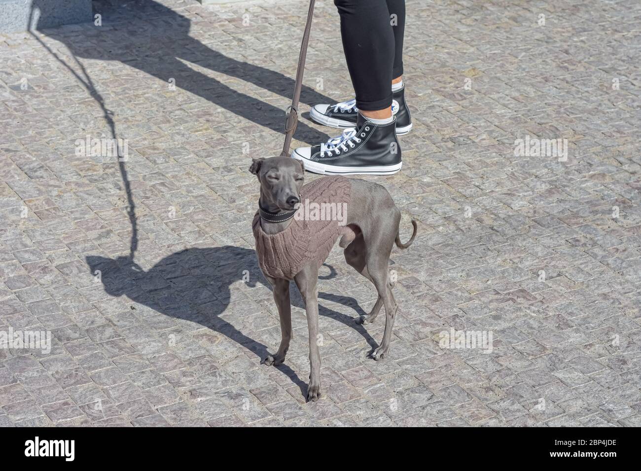 grigio adorabile cane godendo il sole Foto Stock