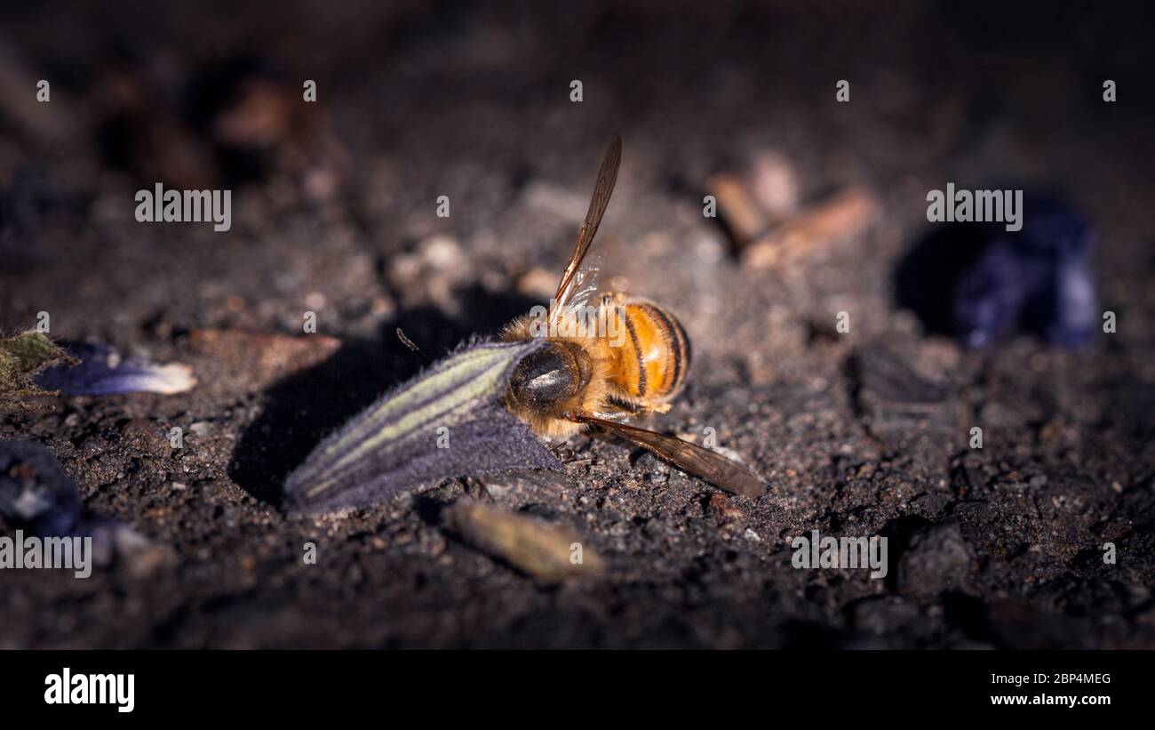 Ape morta in fiore Foto Stock