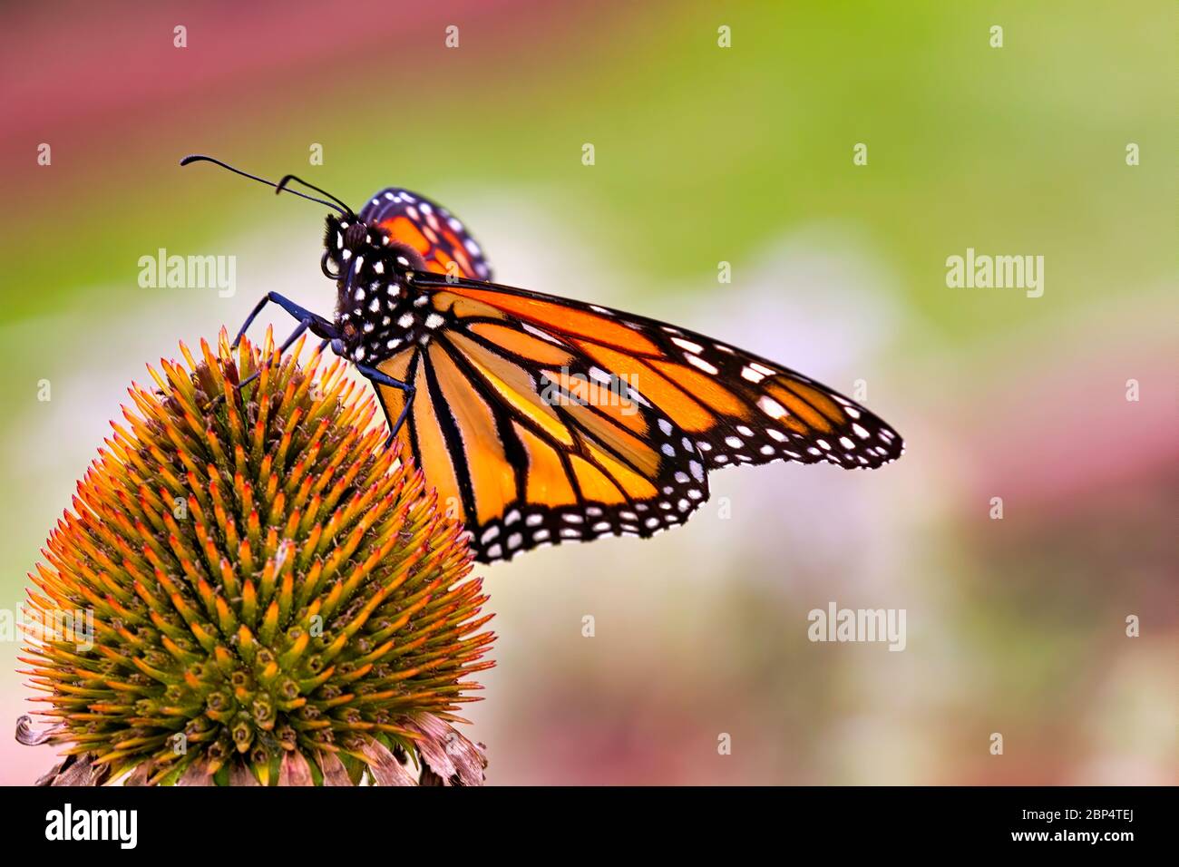 Vista laterale estrema, primo piano di una colorata farfalla monarca che si nuote su una fioritura viola brillante. Foto Stock