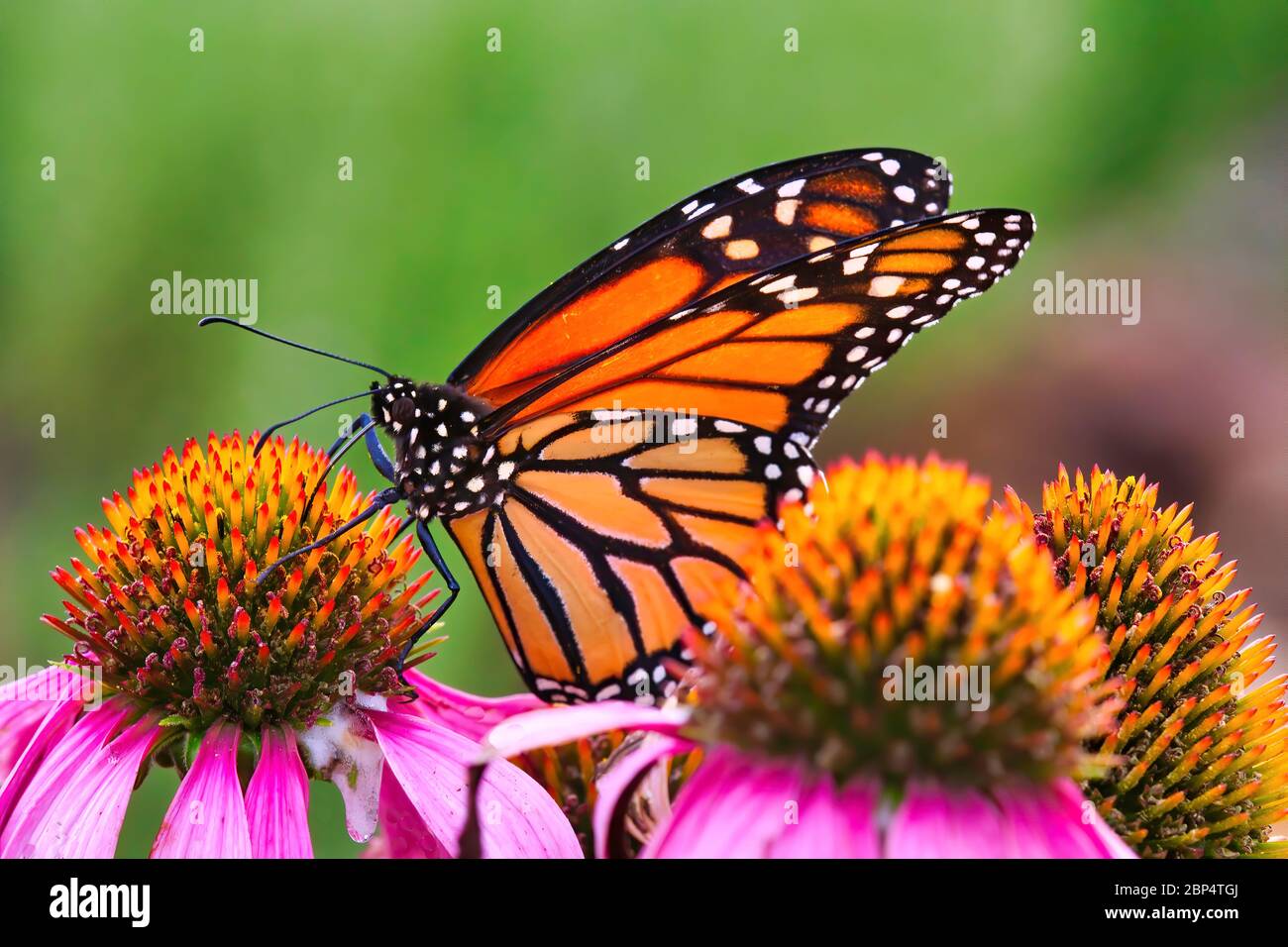 Vista laterale estrema primo piano di una colorata farfalla monarca che si nuote su una fioritura viola brillante. Foto Stock