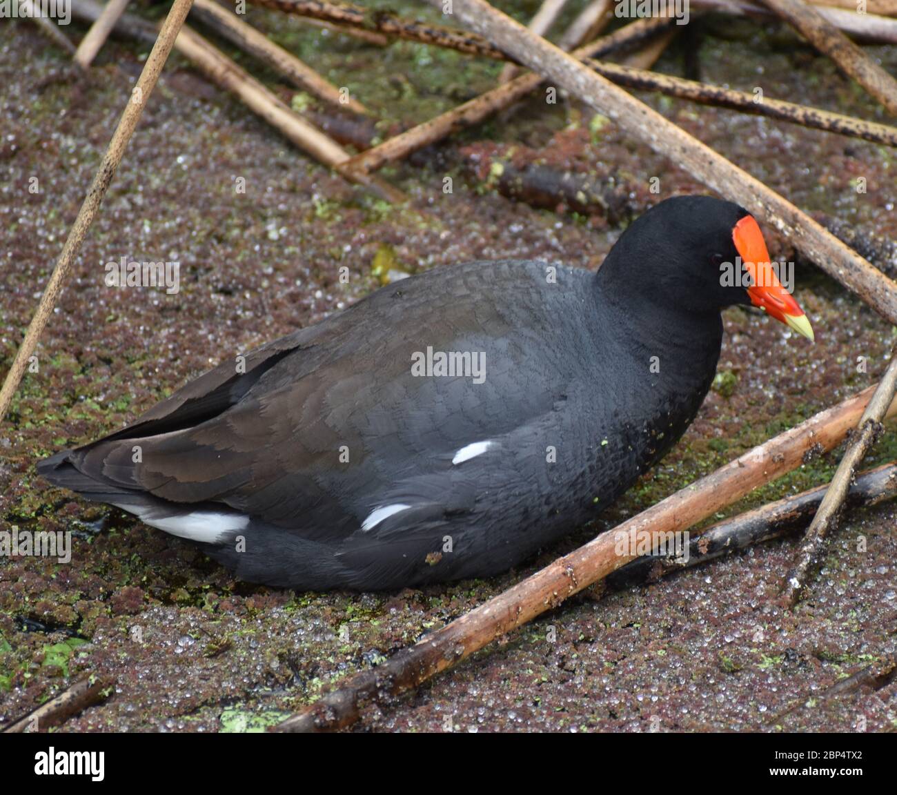 Una gallinola comune (Gallinula galeata) che naviga le acque poco profonde ricoperte di piante lungo il bordo del lago Pinto, a Watsonville, California. Foto Stock