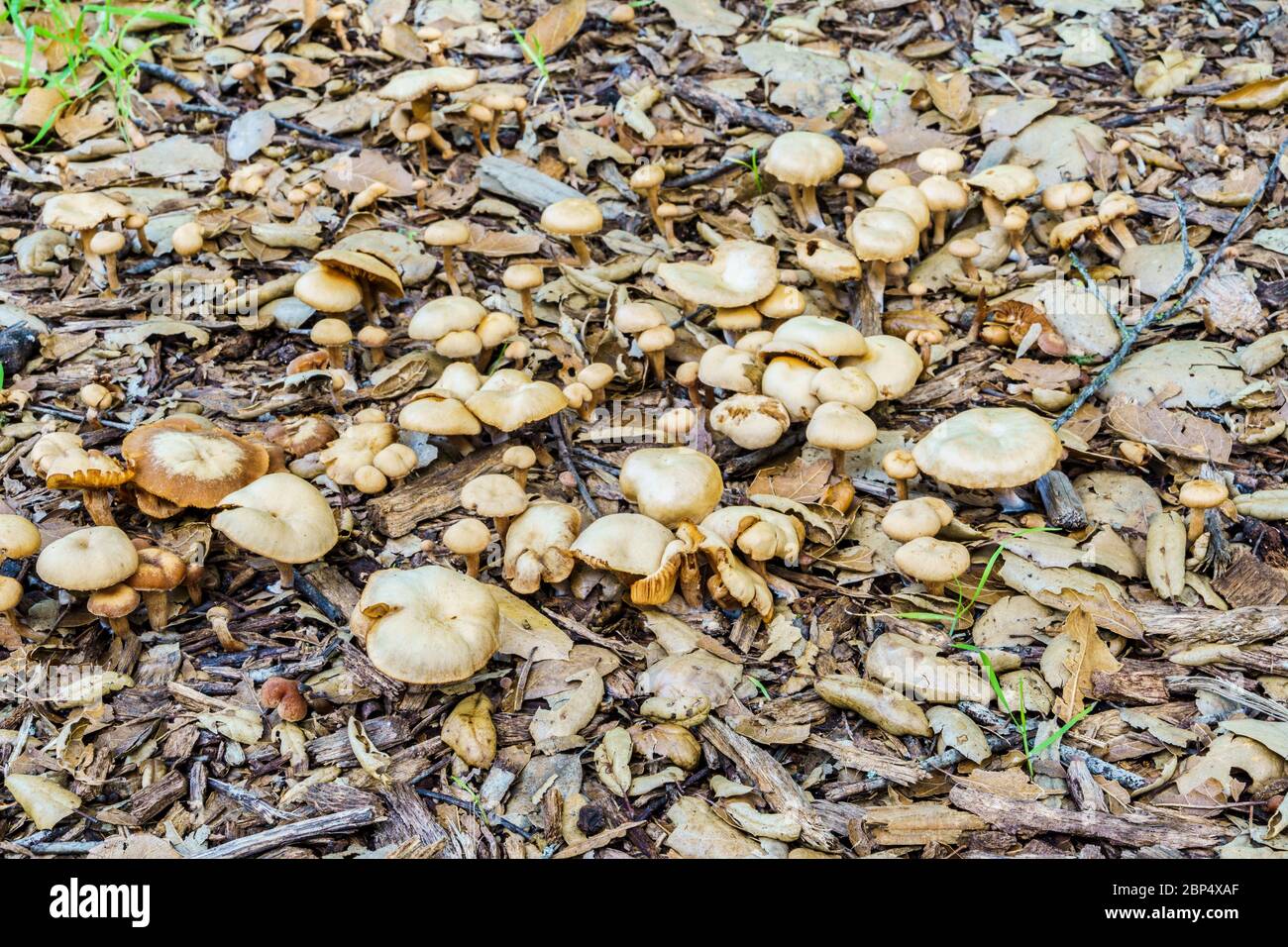 funghi selvatici dopo la pioggia Foto Stock