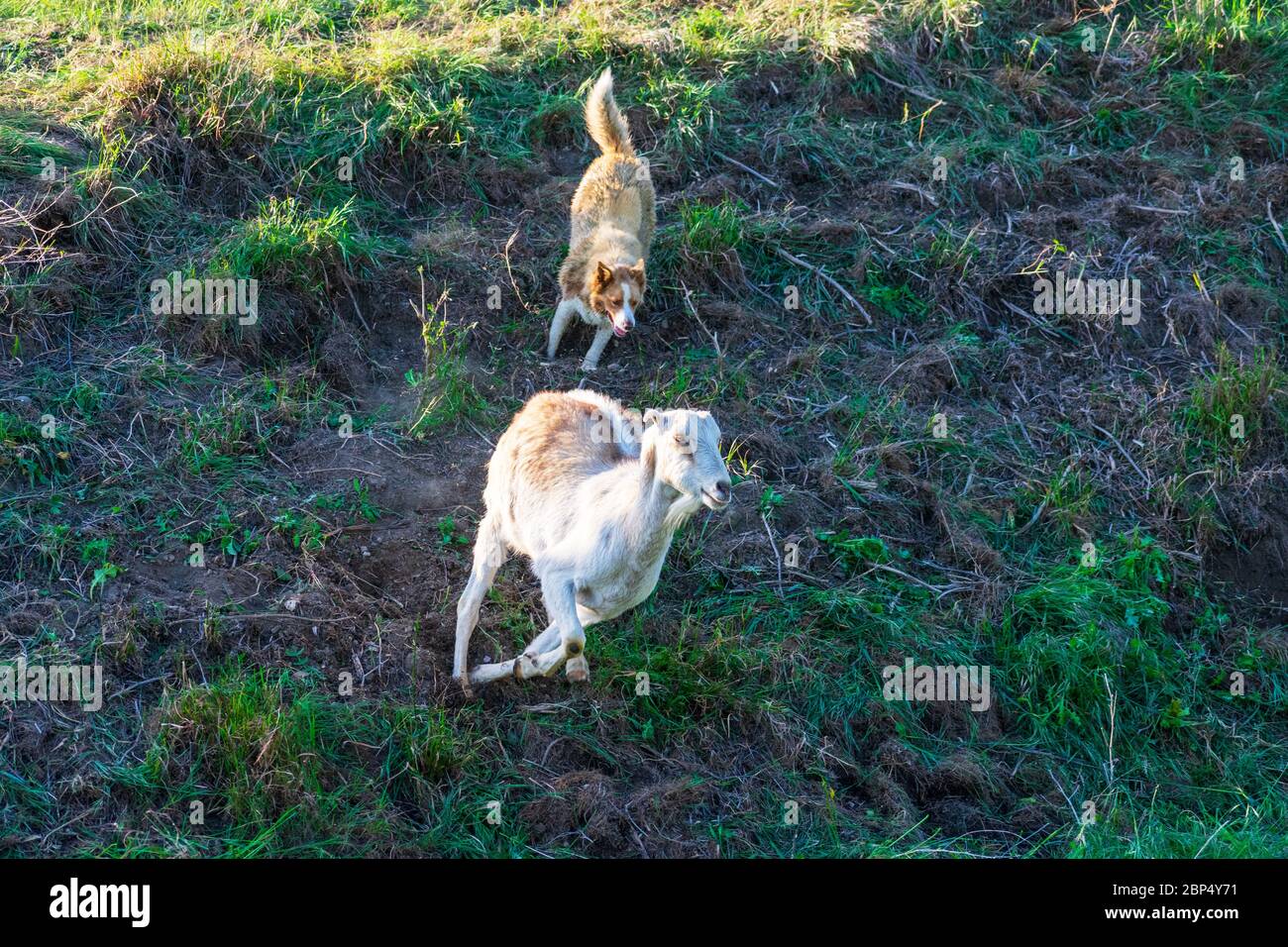 Cane da allevamento che lavora con la capra sul campo dirigendo la capra veloce che corre indietro al gregge. Foto Stock