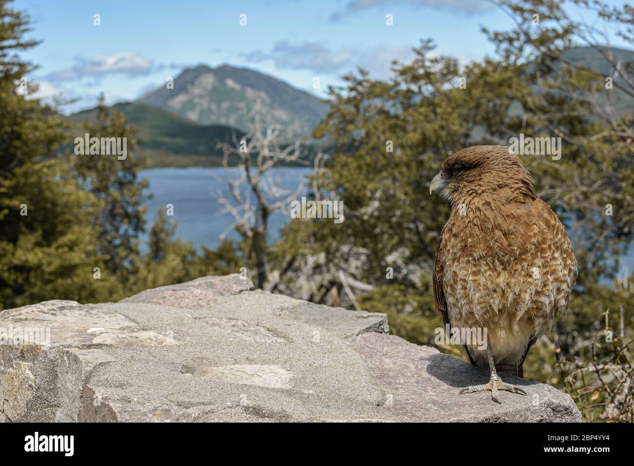 uccello seduto in una pietra con un grande sfondo Foto Stock