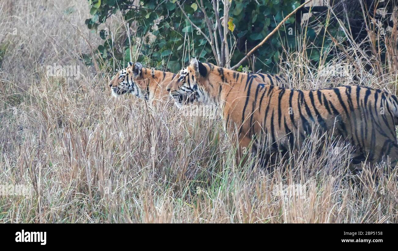 due cubetti di tigre che stalking un gaur alla riserva della tigre di tadoba Foto Stock