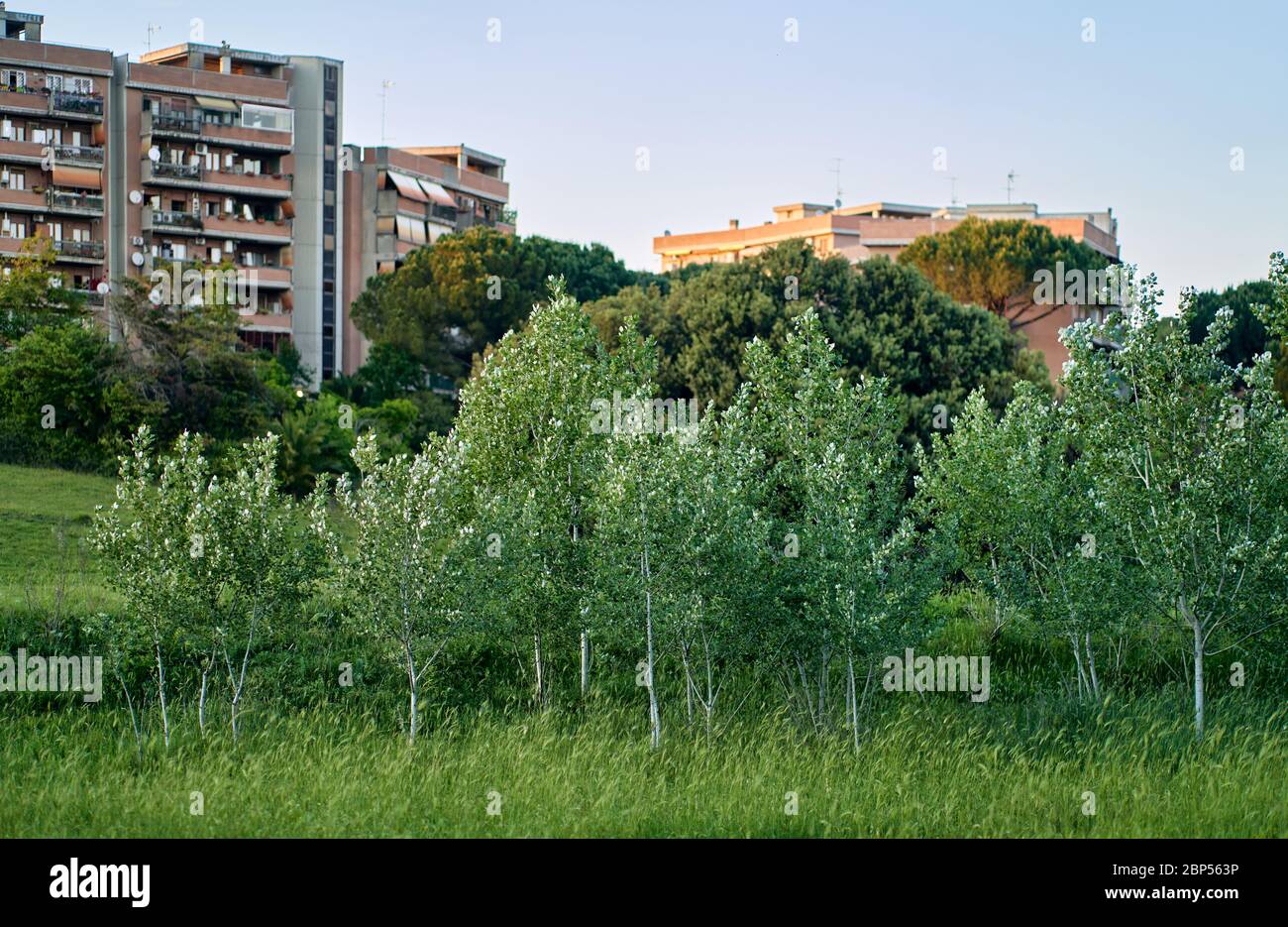 ROMA: Riforestazione dei Parchi urbani. Alberi di pioppo piantati nella Riserva Naturale Urbana, vicino ad una zona residenziale. Roma ha la più grande area verde d'Europa Foto Stock