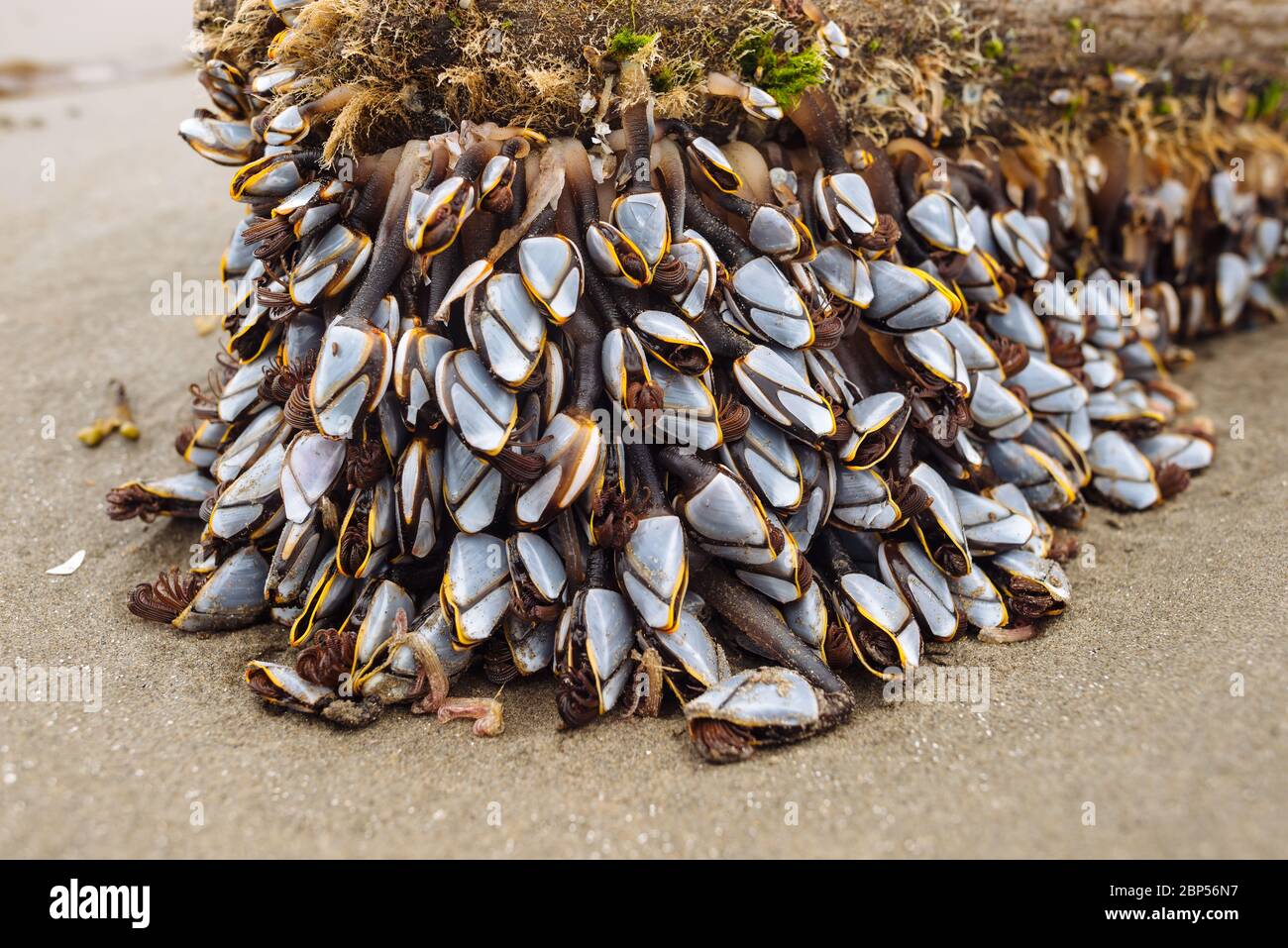 Lepas anatifera (pellagic nacles dell'oca) su un pezzo di driftwood nel parco provinciale di Naikoon, Haida Gwaii, Columbia Britannica Foto Stock