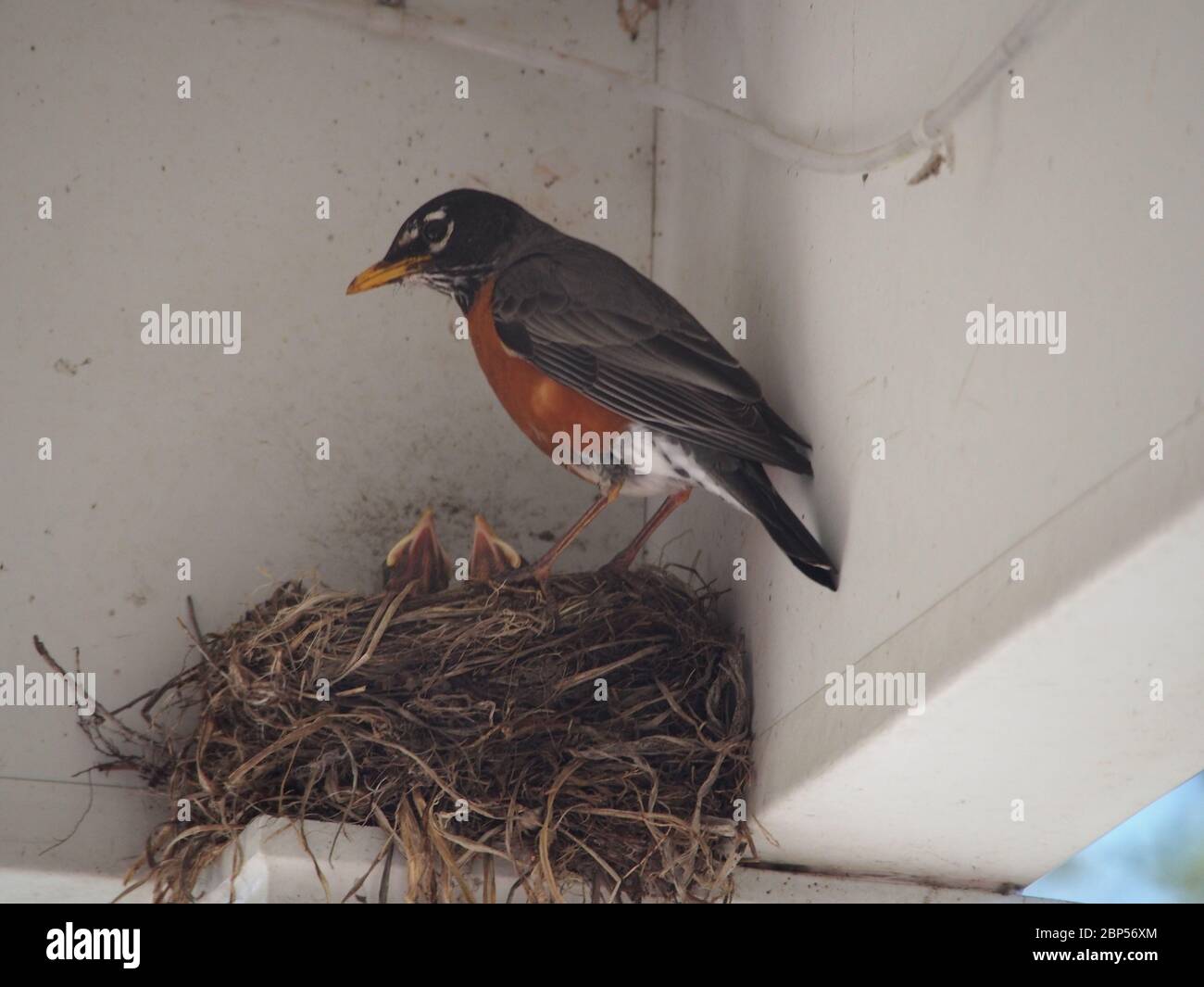 Robin con i pulcini in Nest in aggetto Foto Stock
