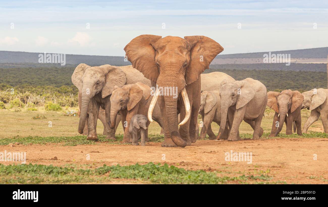 Un allevamento di elefanti, guidato da un magnifico toro "tusker" in un buco d'acqua nel Parco Nazionale degli Elefanti di Addo in Sud Africa. Foto Stock