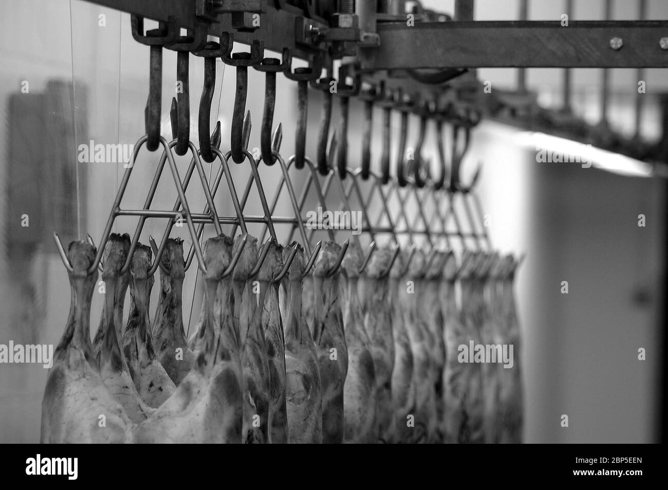 Agnello appeso da ganci di carne ad un macellaio all'ingrosso Foto Stock