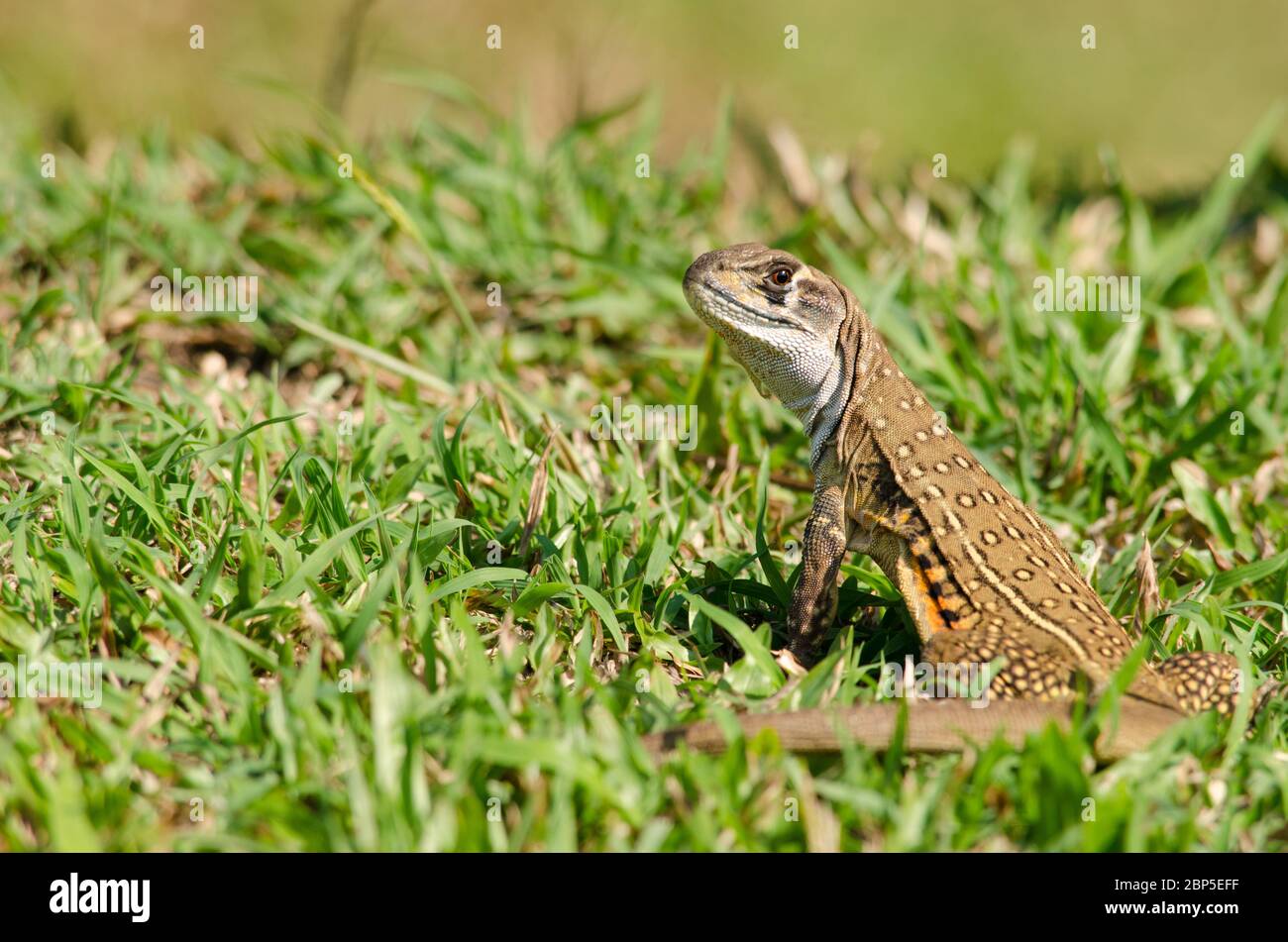 Leiolepis, comunemente noto come lucertole a farfalla o agama a farfalla, sono gruppi di lucertole di agamide di cui molto poco è noto. Sono nativi di Tha Foto Stock