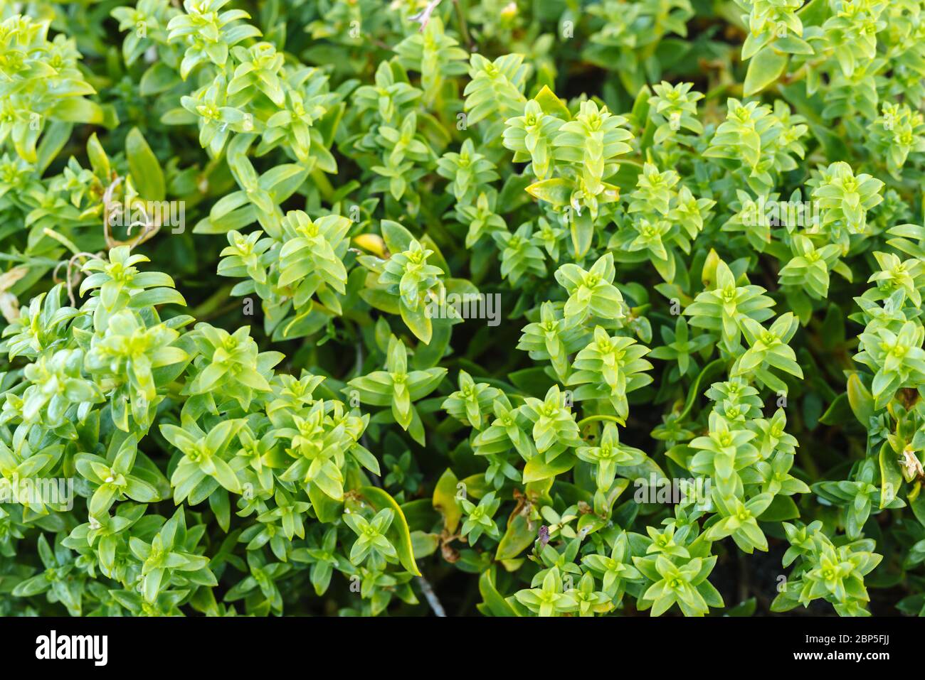 Honckenya peploides (Seabeach Sandwort) che cresce su una spiaggia sull'isola di Graham, Haida Gwaii, British Columbia Foto Stock