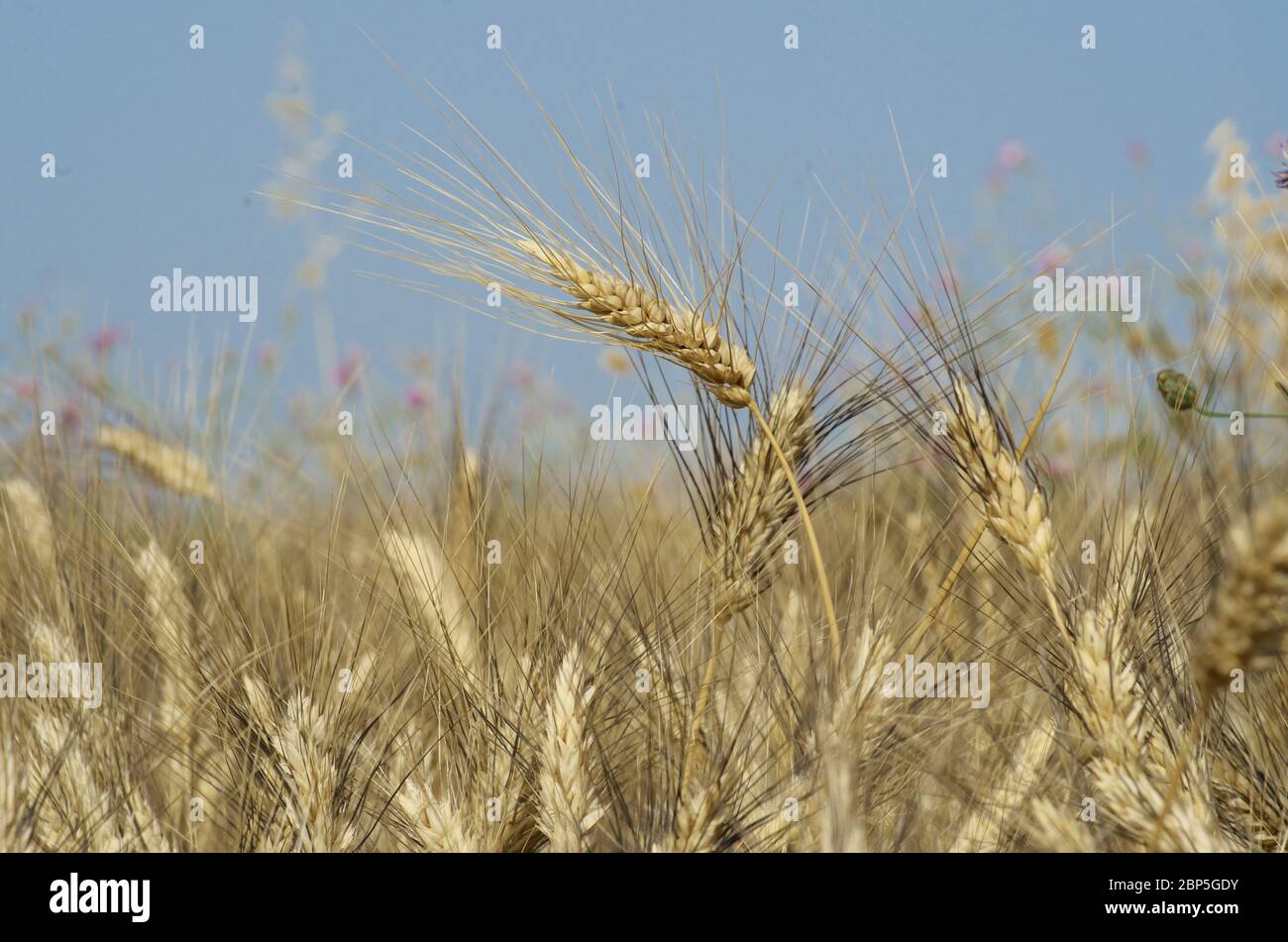 Orecchio di grano in Sicilia Foto Stock