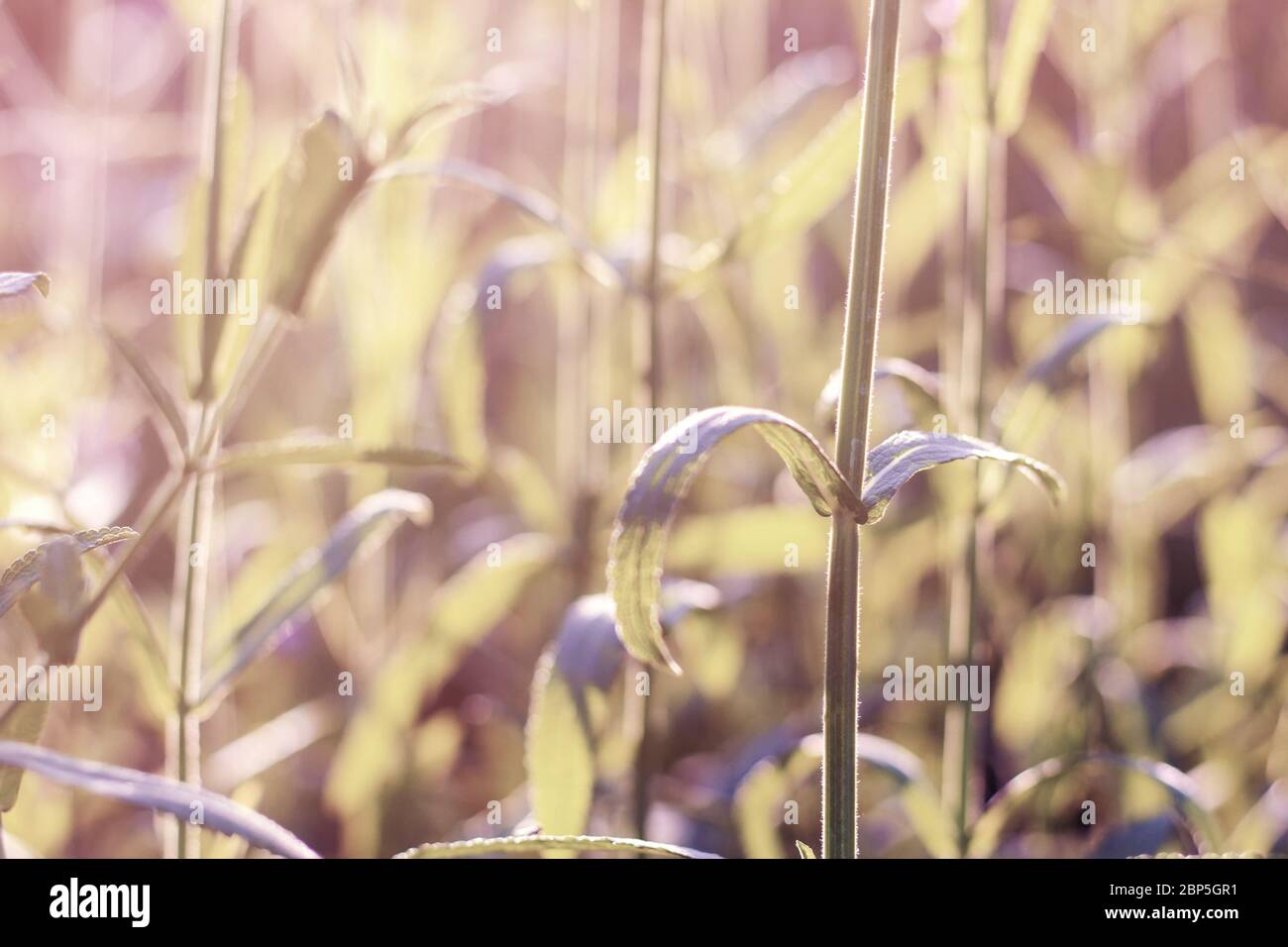 Bella di fiori di piante in un giardino all'alba. Foto Stock