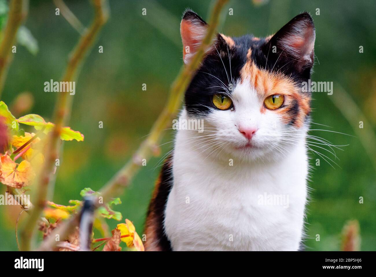 curioso gatto calico seduto fuori predator nel giardino d'autunno Foto Stock