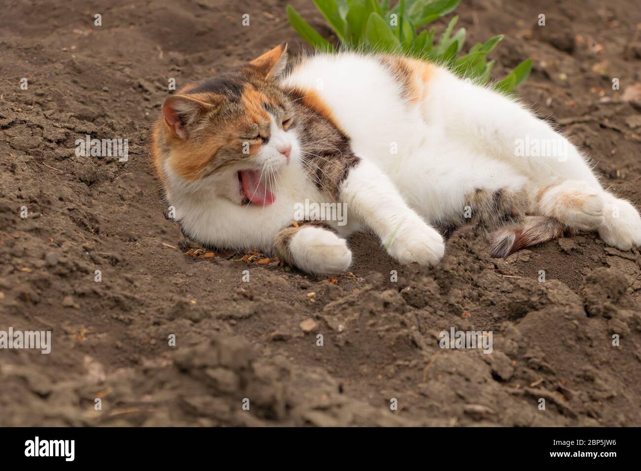 Un gatto con bocca aperta in giardino Foto Stock
