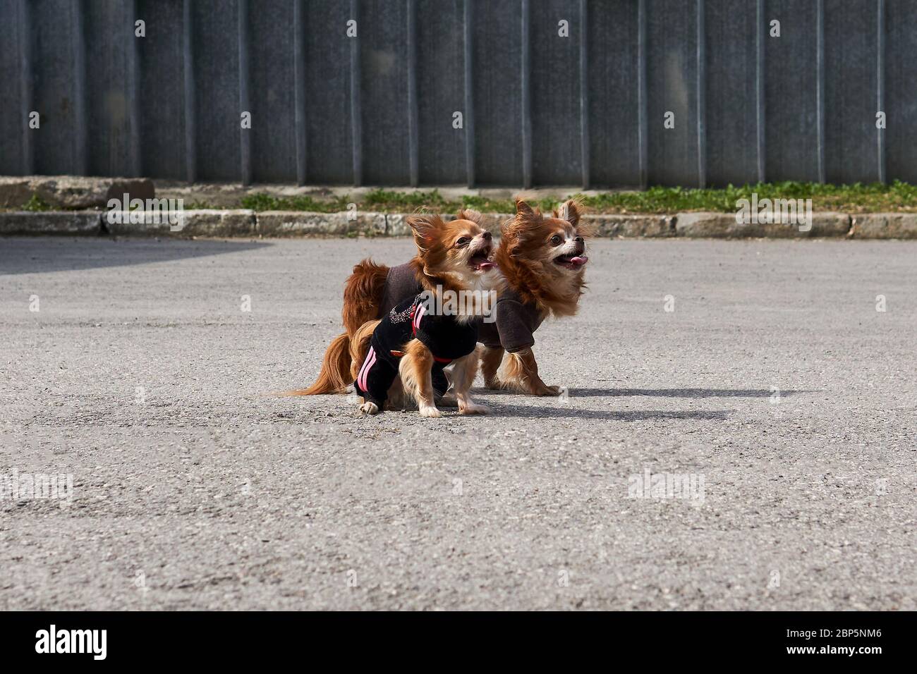 due simpatici cani chihuahua dai capelli lunghi corteccia seduta sul marciapiede Foto Stock