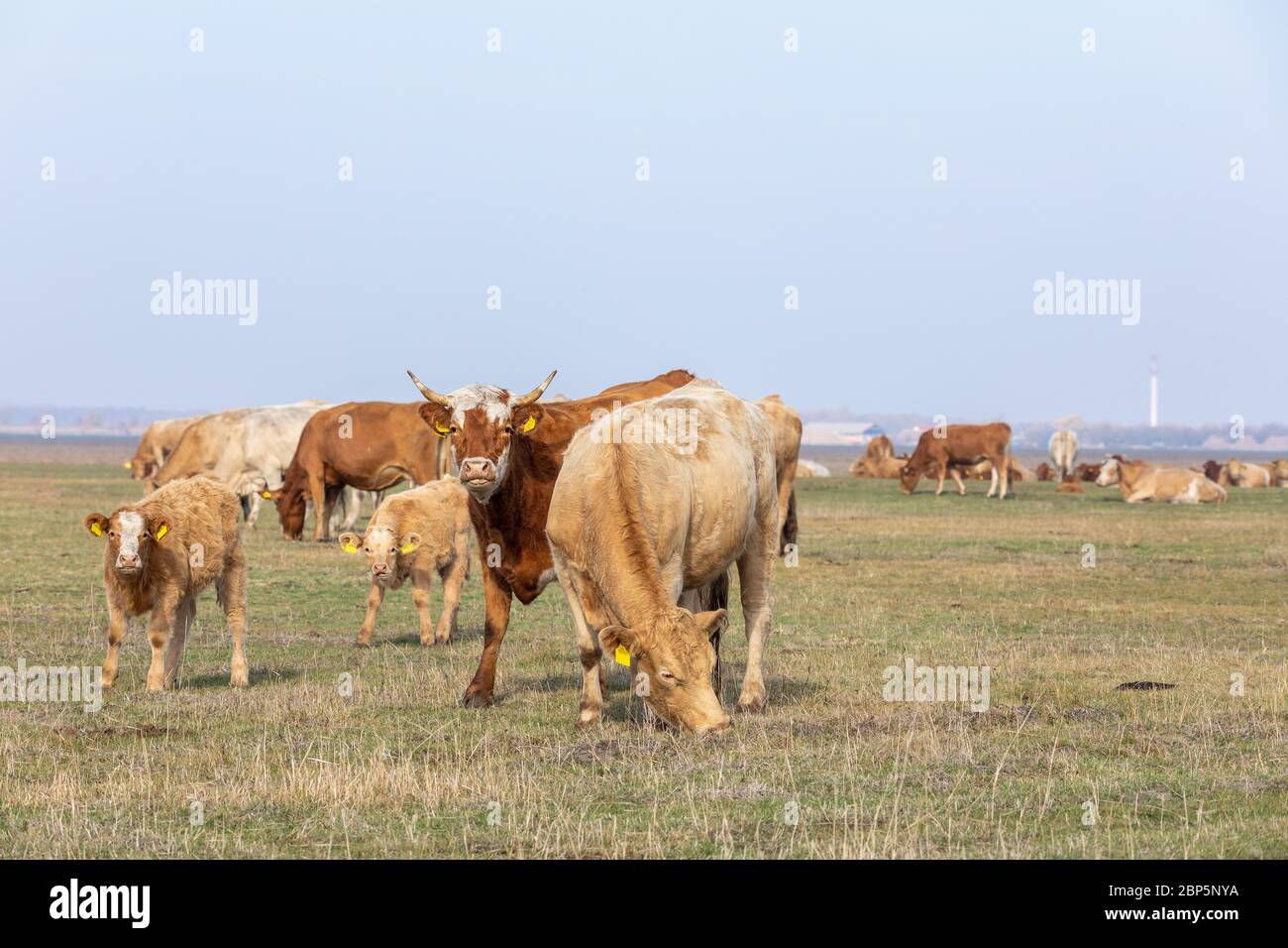 Bestiame ungherese tradizionale nel Parco Nazionale di Hortobagy, Ungheria, puszta è famoso ecosistemi in Europa e patrimonio dell'umanità dell'UNESCO Foto Stock