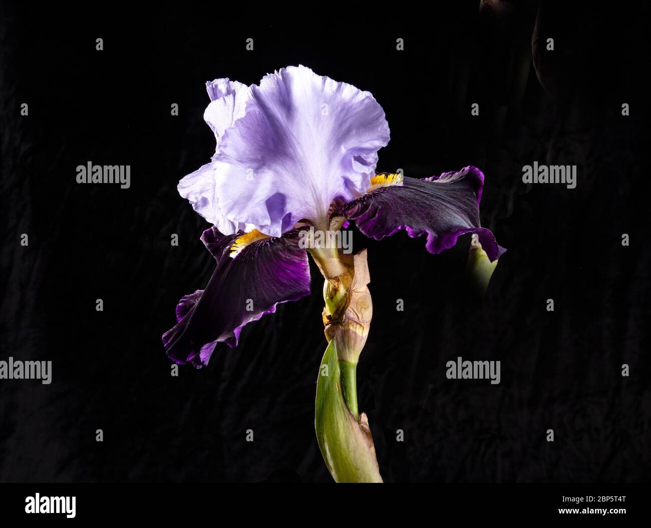 Un enorme iride ibrido con petali di blu scuro e blu chiaro su sfondo nero. Profumo raffinato di un fiore è utilizzato in medicina, perf Foto Stock