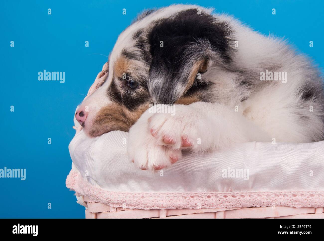 Profilo del cane del cucciolo Red Merle Australian Shepherd Foto Stock
