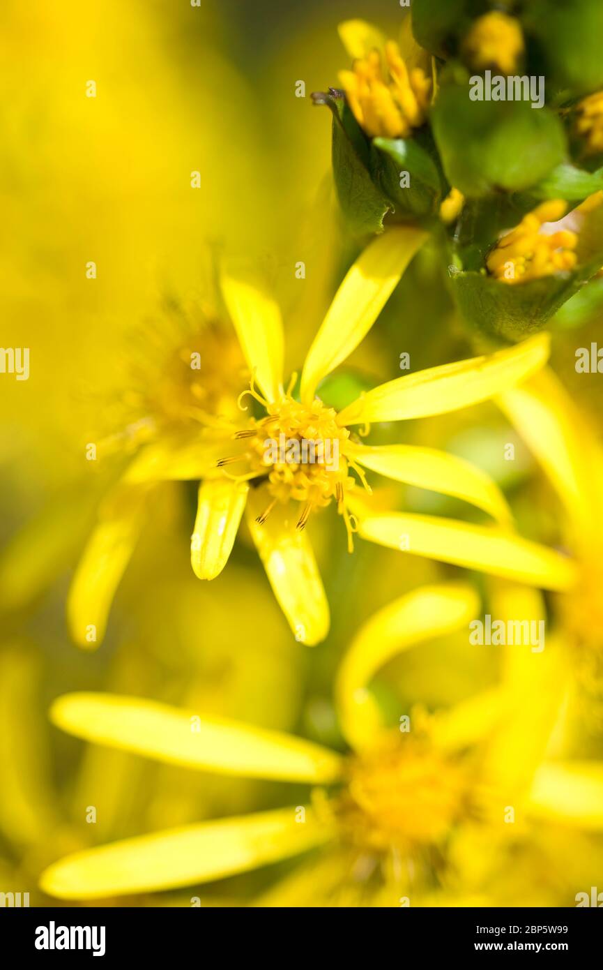 Stenocephala Ligularia, razzo dorato Foto Stock