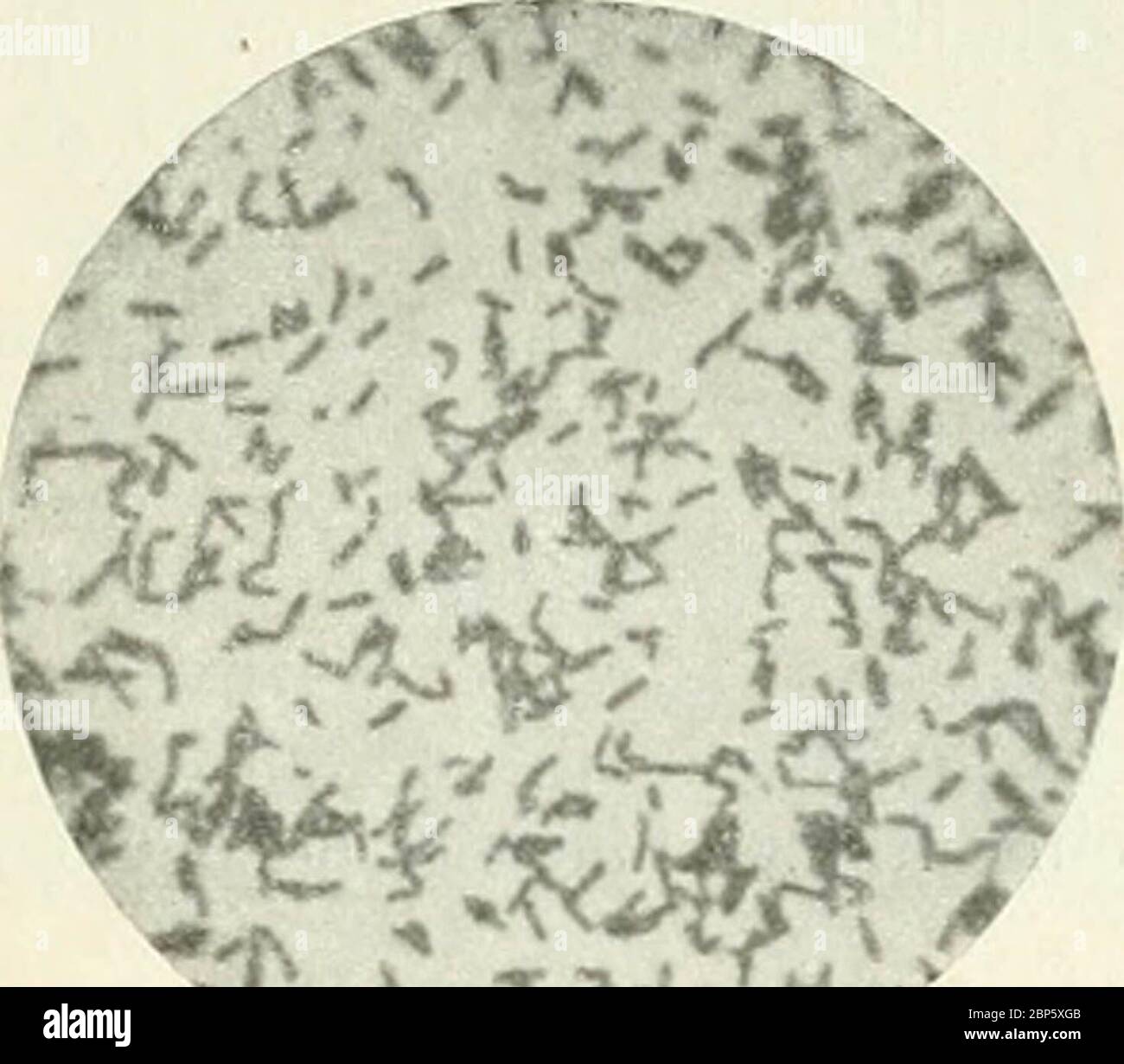 "Bakterien und Strahlenpilze" (1922) Foto Stock
